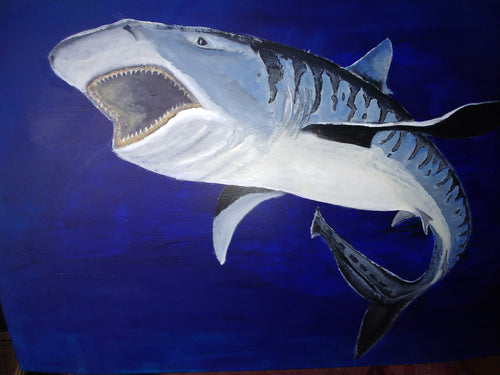 Tiger shark