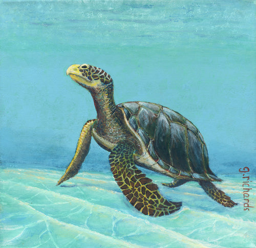 Turtle on Botton #102