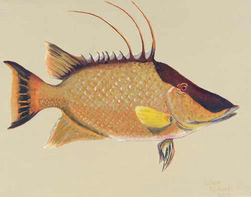 Hogfish #34