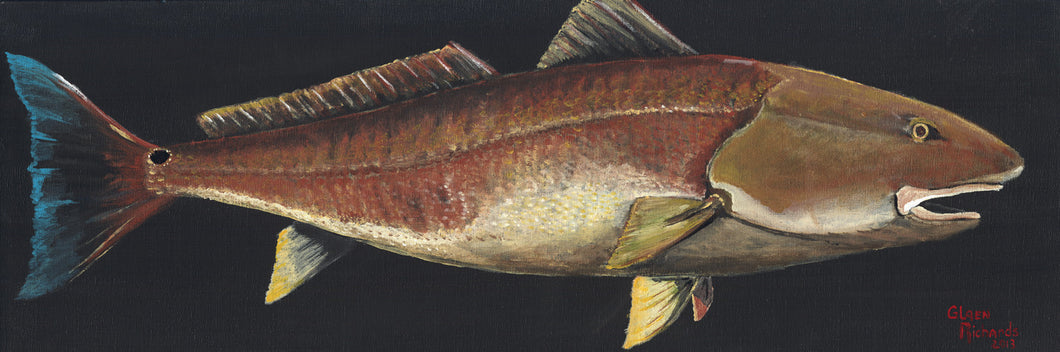 Redfish Bass #36