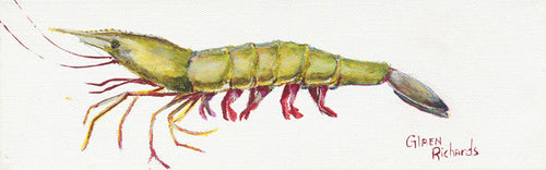 Shrimp on White #67